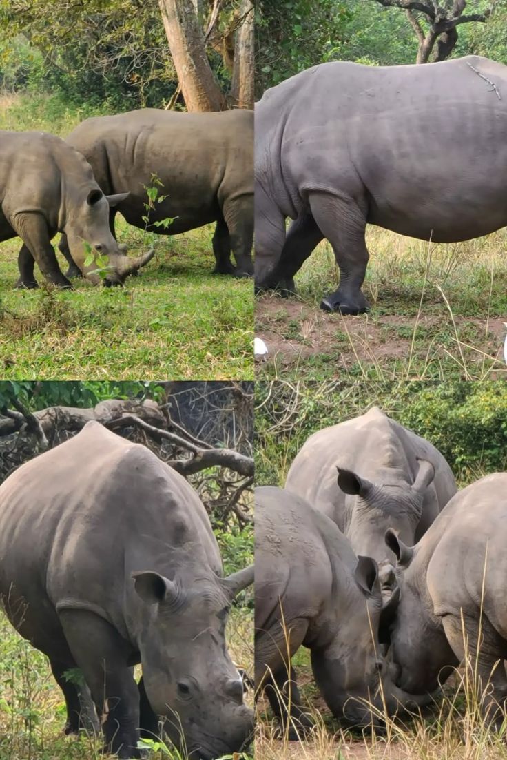 Pearl of Africa Signature Safari – best Uganda safari package by Crane Adventure Safaris