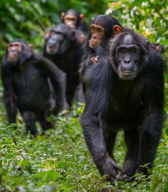 Primates & Savannah Signature Safari – gorilla trekking Uganda with Crane Adventure Safaris