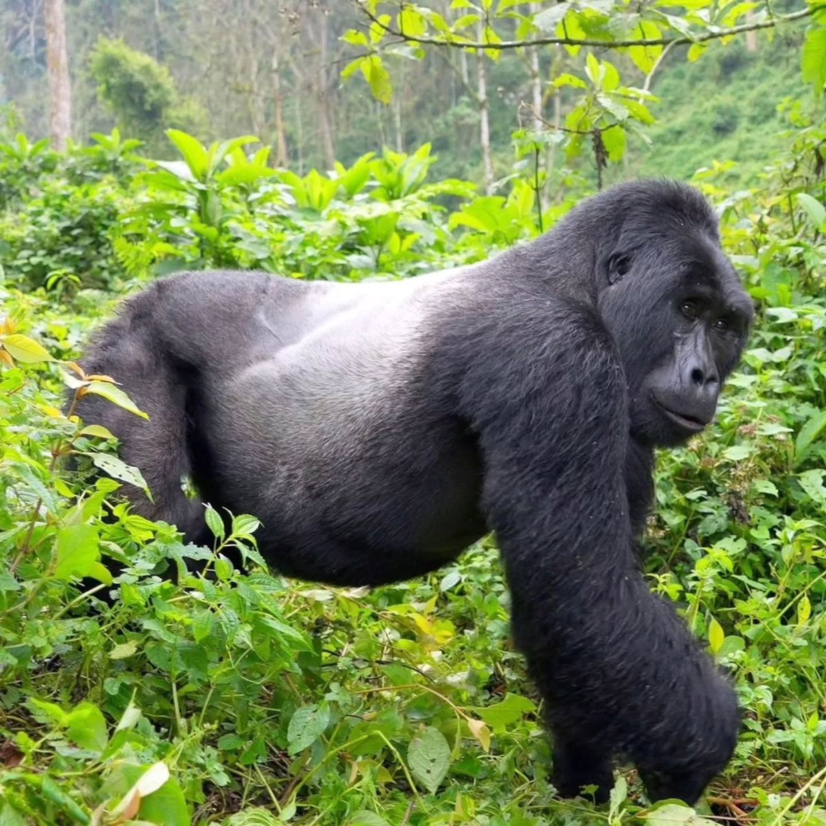 Mountain gorilla Bwindi – Uganda gorilla trekking experience with Crane Adventure Safaris