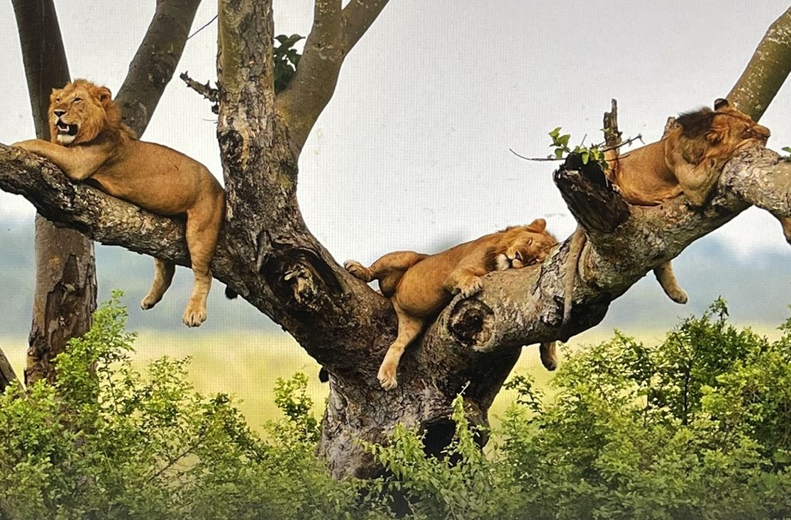 Lion in Uganda – Queen Elizabeth National Park safari by Crane Adventure Safaris