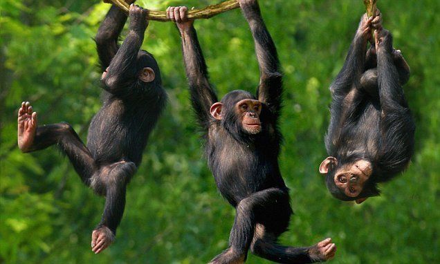 Chimpanzee Kibale Forest – Uganda primate trekking tour with Crane Adventure Safaris