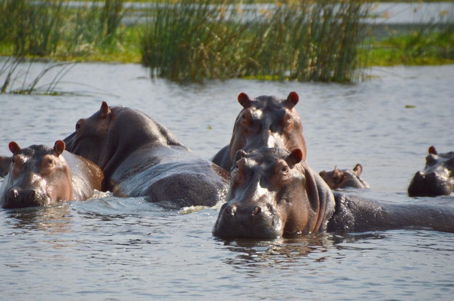 10 Days Pearl of Africa Safari – Uganda gorilla and wildlife tour