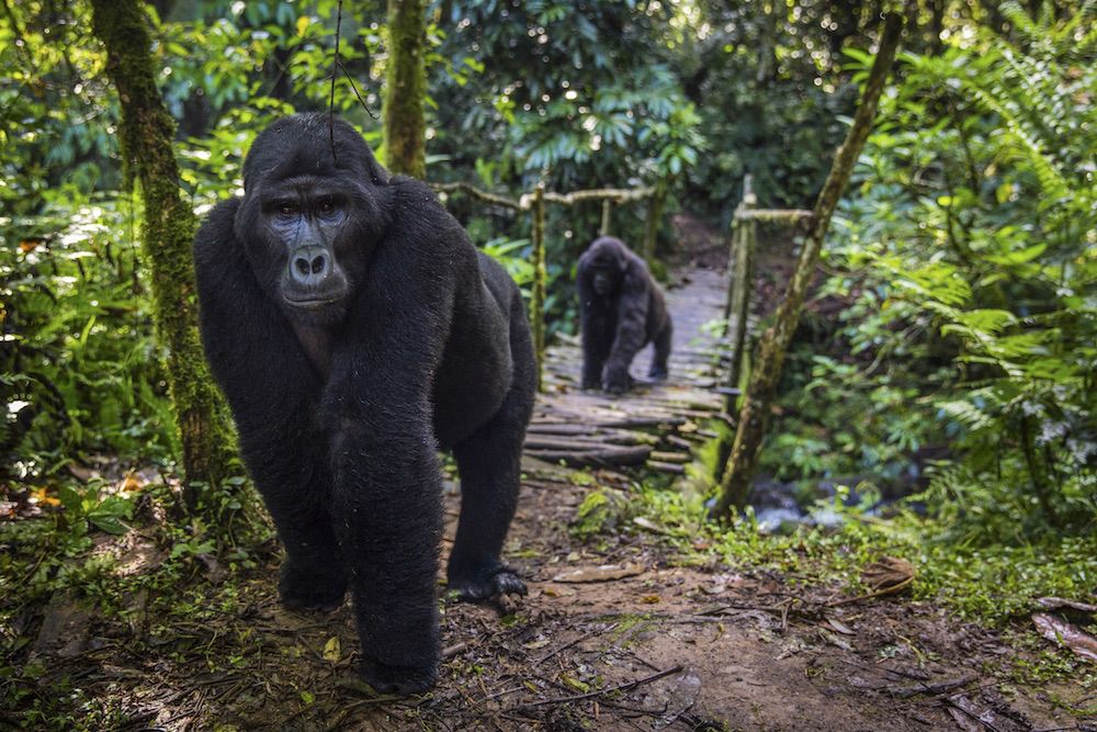5 Days Gorilla & Lakes Escape – Bwindi gorilla trekking safari by Crane Adventure Safaris