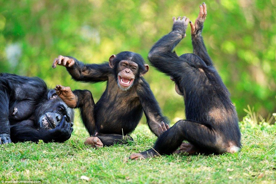 7 Days Primates of Uganda Safari – chimpanzee and gorilla trekking