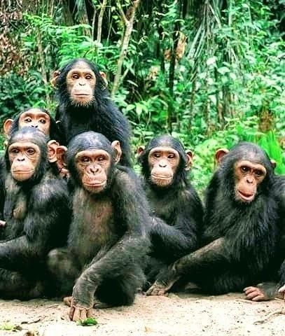 9 Days Great Apes Expedition – Uganda primate safari package