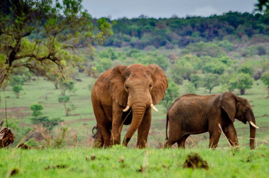 12 Days Big Game Expedition – Kidepo Murchison Queen Elizabeth safari