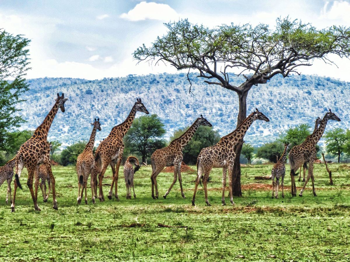 14 Days Uganda Wilderness Safari – comprehensive wildlife tour package