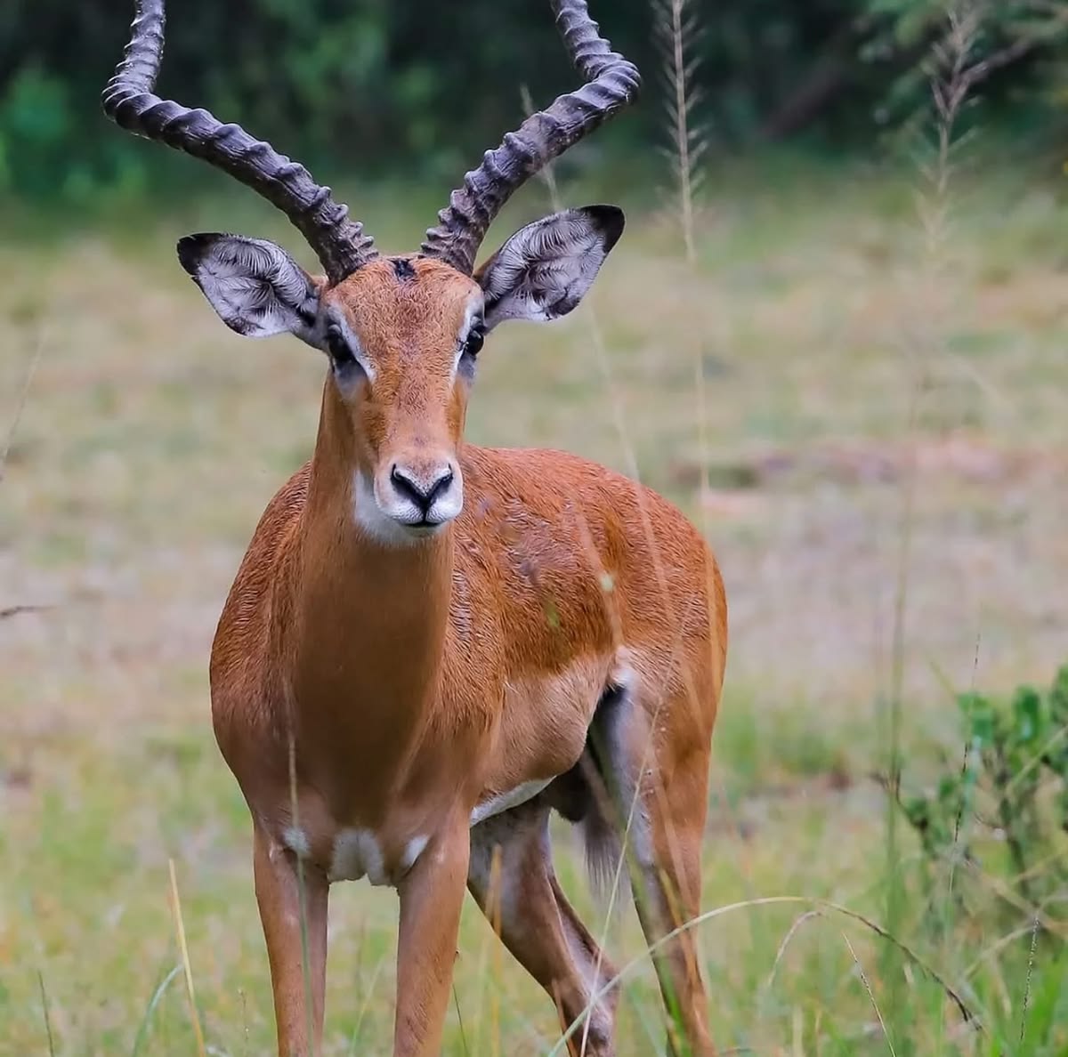 7 Days Eastern Uganda Explorer – Pian Upe Sipi Falls safari