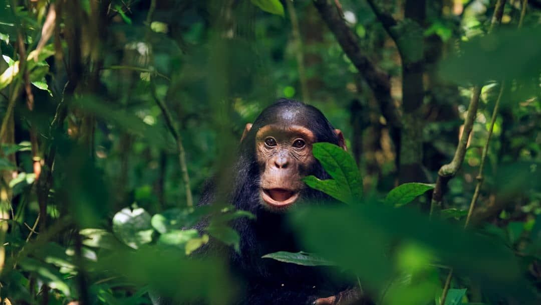 5 Days Island Escape – Ngamba Island Ssese Islands safari by Crane Adventure Safaris