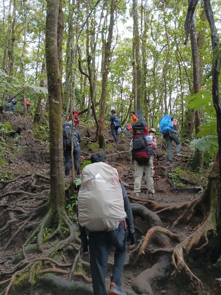 Adventure safari in Uganda – gorilla trekking and wildlife with Crane Adventure Safaris